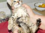 Purple Flower Boy  Sonnet and Mattis - Cheetoh Kitten For Sale - Vernon&comma; AZ&comma; US