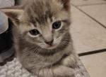 Ghost - American Shorthair Kitten For Adoption - 