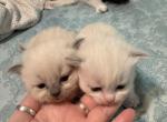2 Male Ragdoll kittens - Ragdoll Kitten For Sale - Rochester&comma; MA&comma; US