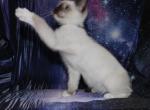 Draco - Snowshoe Kitten For Sale - Anza&comma; CA&comma; US