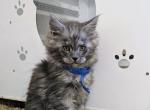 Caesar the Floof - Maine Coon Kitten For Sale - 