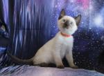 Nova - Siamese Kitten For Sale - Anza&comma; CA&comma; US