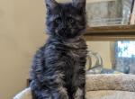 Midnight the Great - Maine Coon Kitten For Sale - 