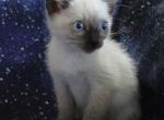 Ursa - Siamese Kitten For Sale - Anza&comma; CA&comma; US