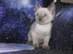 Andromeda - Siamese Kitten For Sale - Anza&comma; CA&comma; US