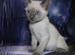 Sirius - Siamese Kitten For Sale - Anza&comma; CA&comma; US