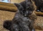 Mr Soda - Maine Coon Kitten For Sale - 