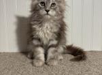 Jules - Maine Coon Kitten For Sale - Kansas City&comma; MO&comma; US