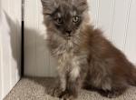 Bliss - Maine Coon Kitten For Sale - Kansas City&comma; MO&comma; US