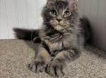 Milkyway - Maine Coon Kitten For Sale - Kansas City&comma; MO&comma; US