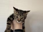 kitten - Bengal Kitten For Sale - 