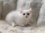 Scottish Straight Cute White Female - Scottish Straight Kitten For Sale - Orlando&comma; FL&comma; US
