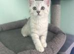 Felix - Scottish Straight Kitten For Sale - Roseville&comma; CA&comma; US