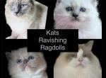 KATS All kittens reserved FALL LITTER SOON - Ragdoll Kitten For Sale - Lancaster&comma; PA&comma; US
