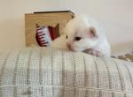 Coco Chanel - Ragdoll Cat For Sale - New York&comma; NY&comma; US