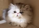 Nilo - Persian Kitten For Sale - Stilwell&comma; OK&comma; US