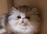 Nilo - Persian Kitten For Sale - Stilwell&comma; OK&comma; US