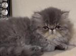 Beau - Persian Kitten For Sale - 