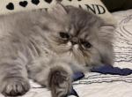 Timmy - Persian Kitten For Sale - 