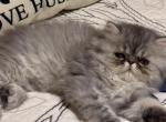 Timmy - Persian Kitten For Sale - 