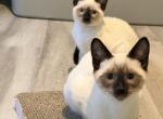 Harley&Lilly&Chloe - Siamese Kitten For Sale - 