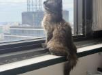 Green and yellow - Siberian Kitten For Sale - 