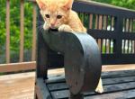 Bobtail American - American Bobtail Kitten For Sale - Joppatown&comma; MD&comma; US