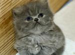 Persian - Persian Kitten For Sale - 