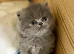 Angel - Persian Kitten For Sale - 