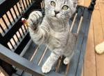 American Bobtails girl - American Bobtail Kitten For Sale - Philadelphia&comma; PA&comma; US