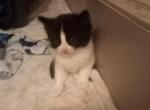Not named yet - Domestic Kitten For Adoption - Manchester&comma; NH&comma; US