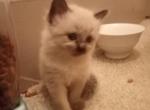 4 kittens needing LOVING homes - Domestic Kitten For Adoption - Manchester&comma; NH&comma; US