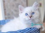 Dimas - Siberian Kitten For Sale - Pembroke Pines&comma; FL&comma; US