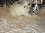Luciana - Persian Kitten For Sale - Fort Lauderdale&comma; FL&comma; US