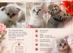 Leo - Scottish Fold Kitten For Sale - New York&comma; NY&comma; US