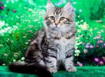 Varya - Siberian Kitten For Sale - Pembroke Pines&comma; FL&comma; US