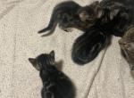 Buttons Socks And Pip - Domestic Kitten For Sale - NY&comma; US