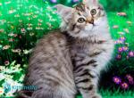 Elizaveta - Siberian Kitten For Sale - Pembroke Pines&comma; FL&comma; US