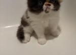 Pancakes - Persian Kitten For Sale - 