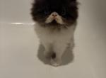 muffin - Persian Kitten For Sale - 