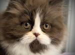 Chocolate Smoke Persian Mix Female Available - Persian Kitten For Sale - Lake Station&comma; IN&comma; US