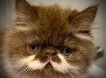 Chocolate Smoke Persian Mix male Available - Persian Kitten For Sale - 