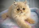 Cream Persian Boy Available - Persian Kitten For Sale - 