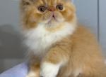 Red Persian Available - Persian Kitten For Sale - Lake Station&comma; IN&comma; US