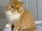 Red Tabby Boy Persian Available - Persian Kitten For Sale - 