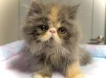 Dilute Calico Persian On hold for Diane - Persian Kitten For Sale - Lake Station&comma; IN&comma; US