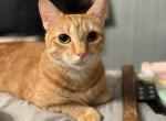Boots - Domestic Cat For Adoption - Jacksonville&comma; FL&comma; US