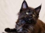 European Black Maine Coon Boy Delivery included - Maine Coon Kitten For Sale - 