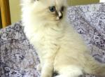 Blue Male Ragdoll Kitten - Ragdoll Kitten For Sale - Ocala&comma; FL&comma; US