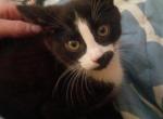 Kittens - Domestic Kitten For Adoption - Pt Orchard&comma; WA&comma; US